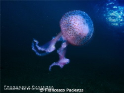 jellyfish Noctiluca pelagia by Francesco Pacienza 